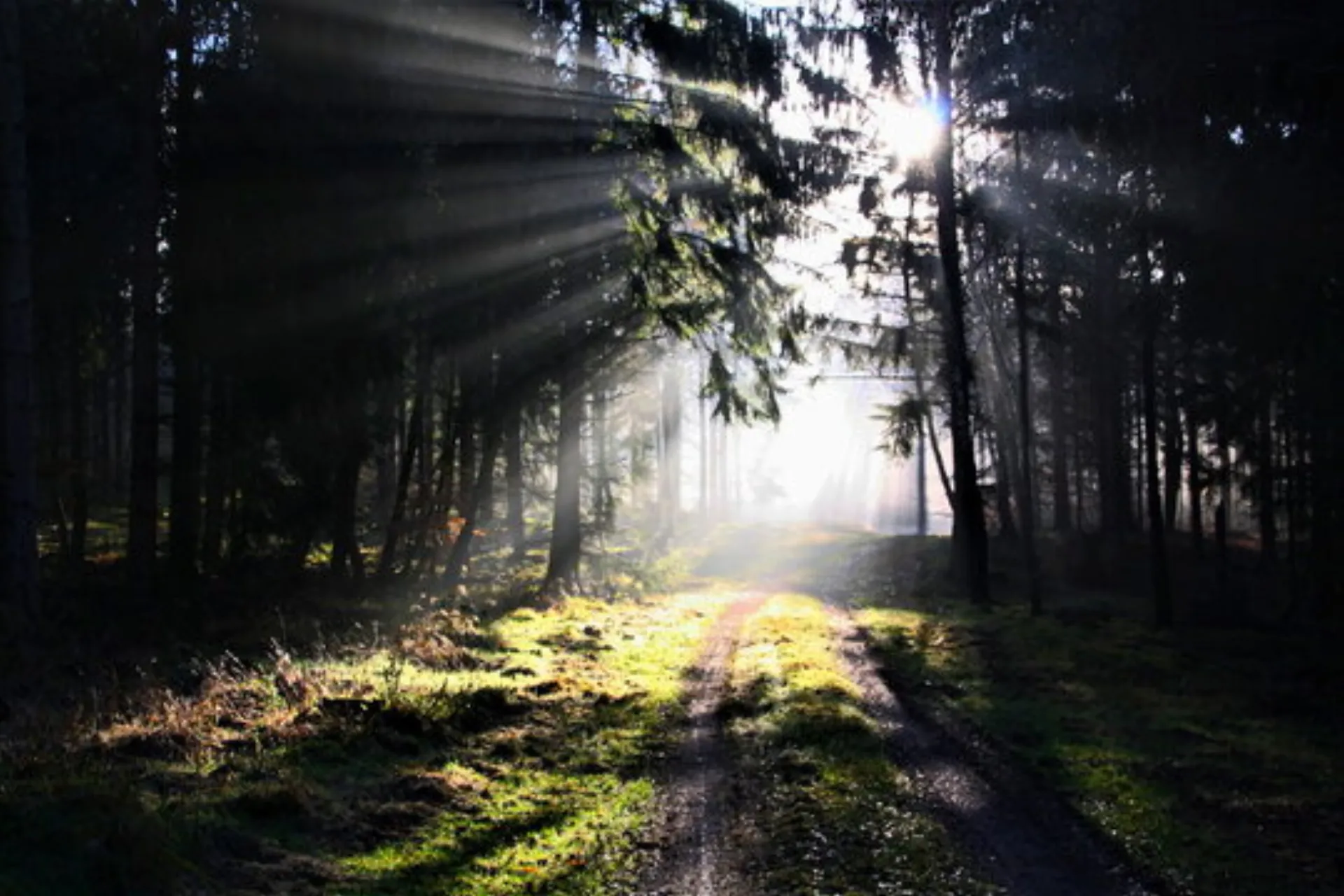 “Vis din grønne side” – del din indsats og inspirer hele branchen