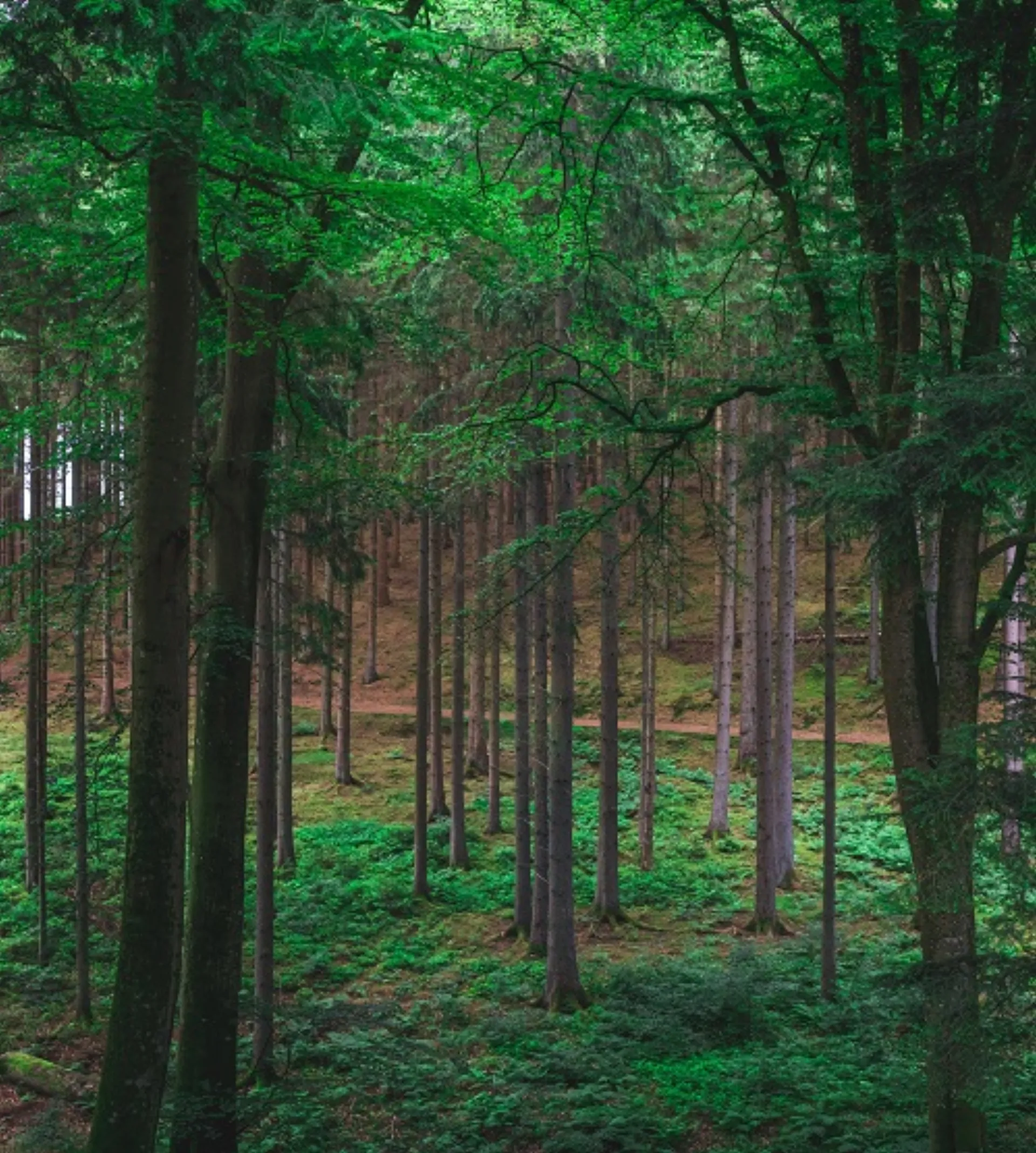 Kom med på rejsen mod en grønnere fremtid