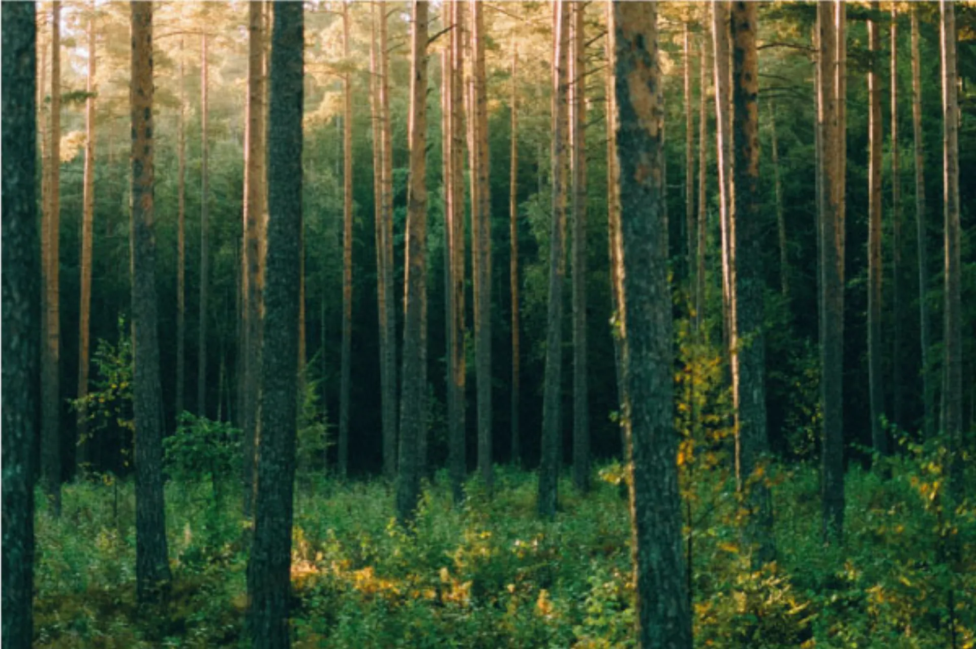 Grøn case: Roskilde Festival