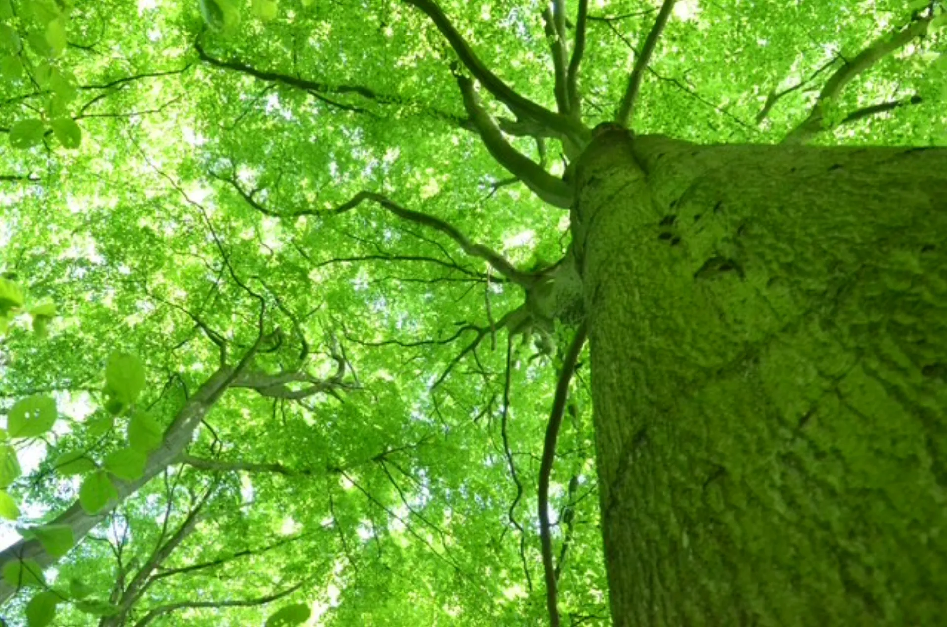 Kom med på rejsen mod en grønnere fremtid