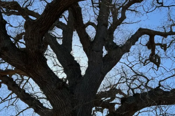 Tre bæredygtighedstrends der former dansk turisme lige nu