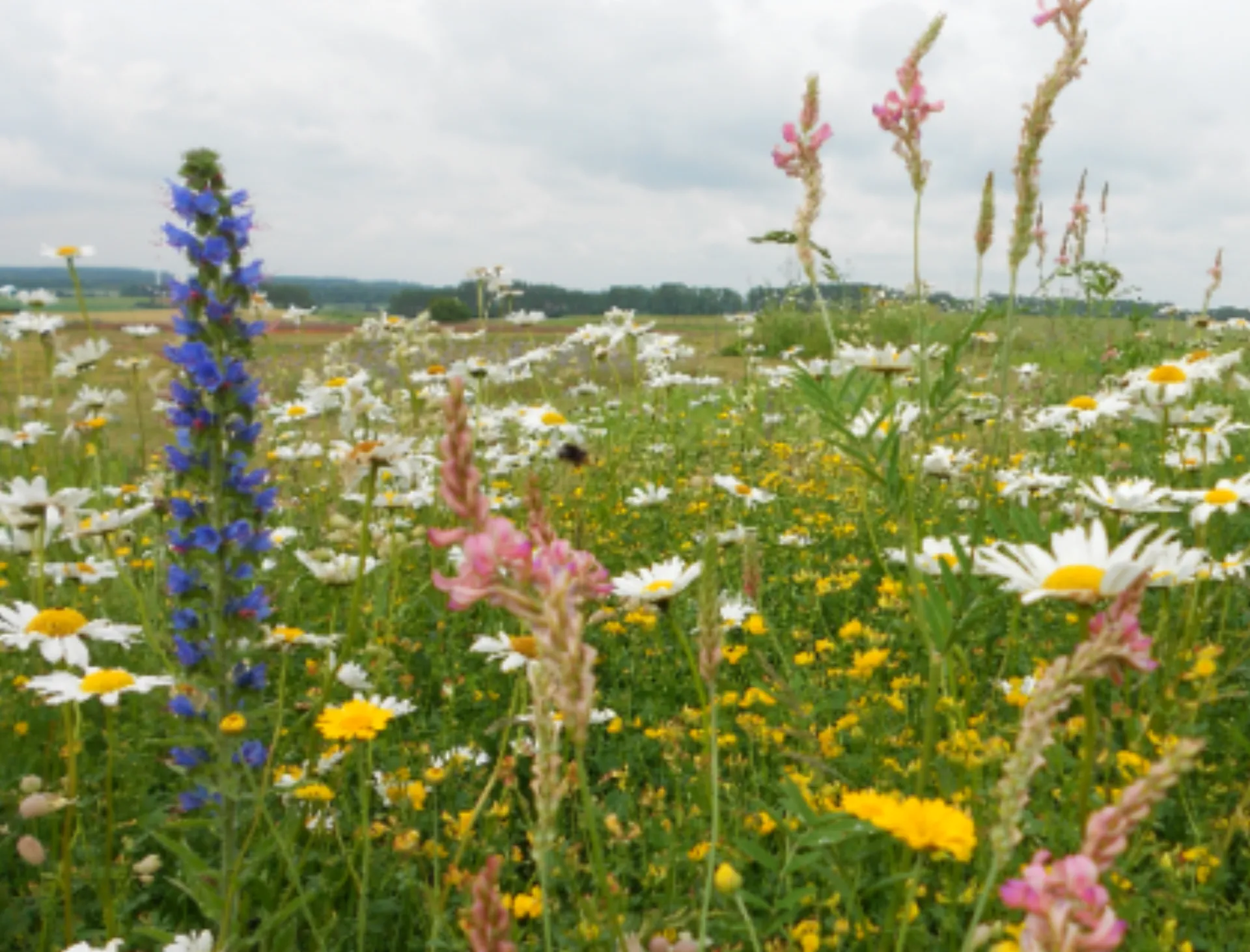 Grøn case: Roskilde Festival